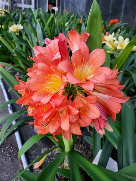 Clivia grandiflora